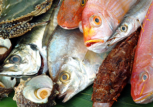 道の駅うすい内の魚玄蔵で販売されている新鮮でおいしい鮮魚